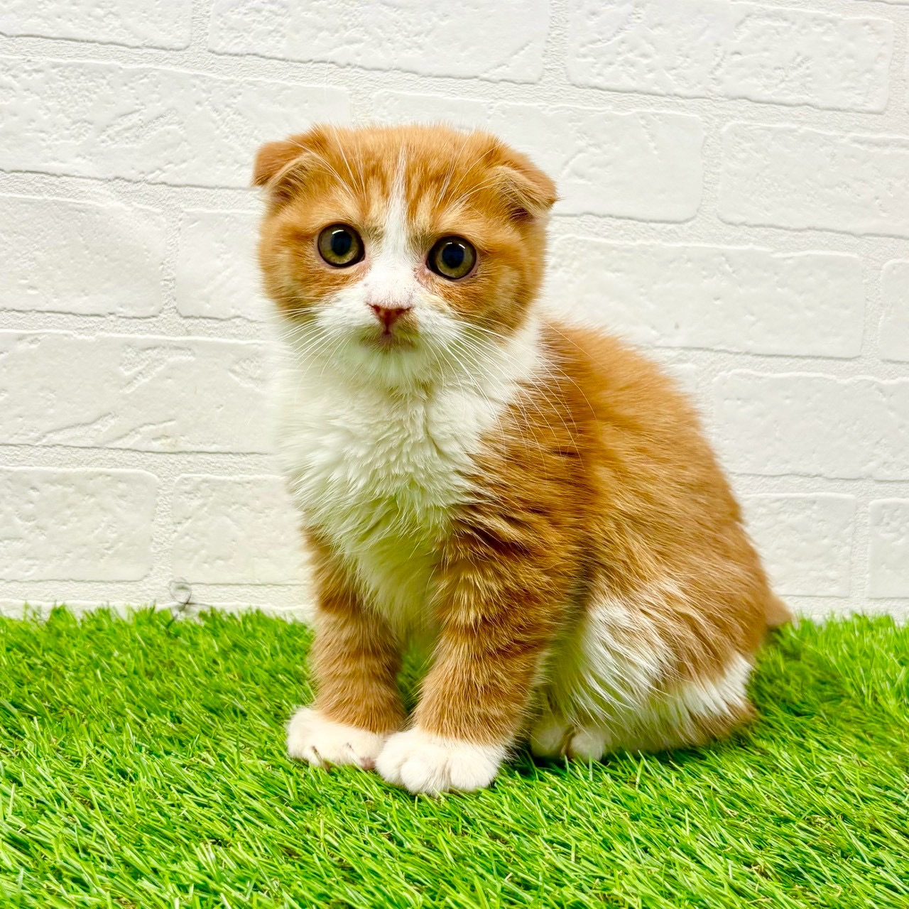 滋賀県のスコティッシュフォールド (ワンニャンハウス草津店/2025年11月9日生まれ/女の子/レッドタビーホワイト)の子猫の1枚目の画像