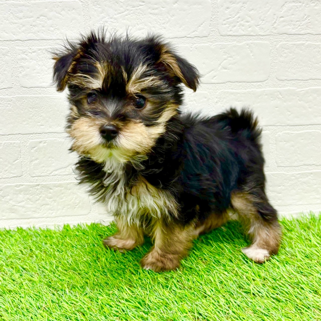 滋賀県のマルキー/マルヨーキー(マルチーズ×ヨークシャーテリア) (ワンニャンハウス草津店/2026年1月9日生まれ/女の子/スチールブルータン)の子犬の2枚目の画像