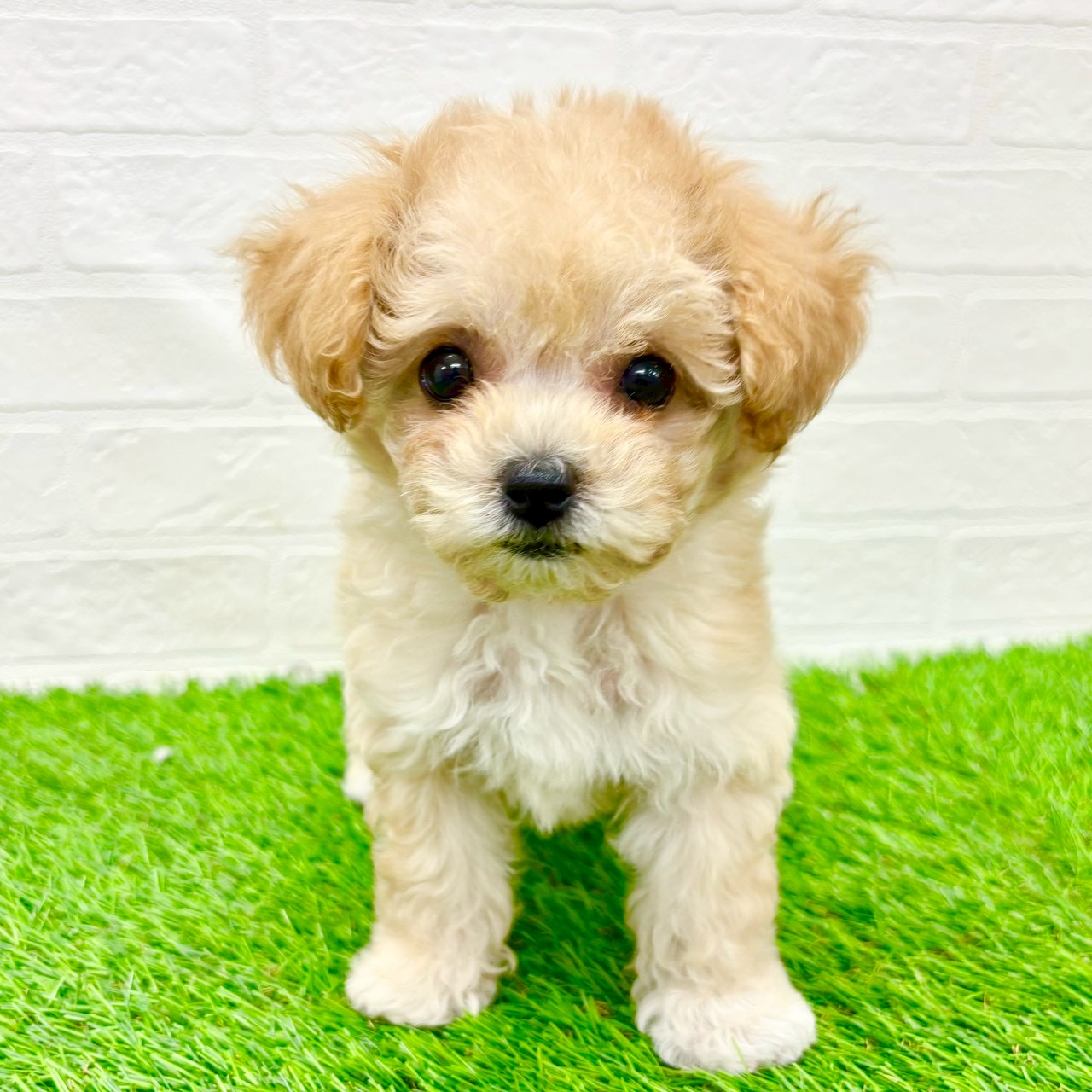 2026年1月4日生まれのビションプー(ビションフリーゼ×プードル)