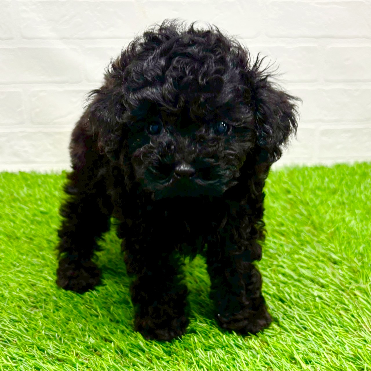 滋賀県のトイプードル(トイ) (ワンニャンハウス草津店/2025年9月11日生まれ/女の子/ブラック)の子犬の2枚目の画像