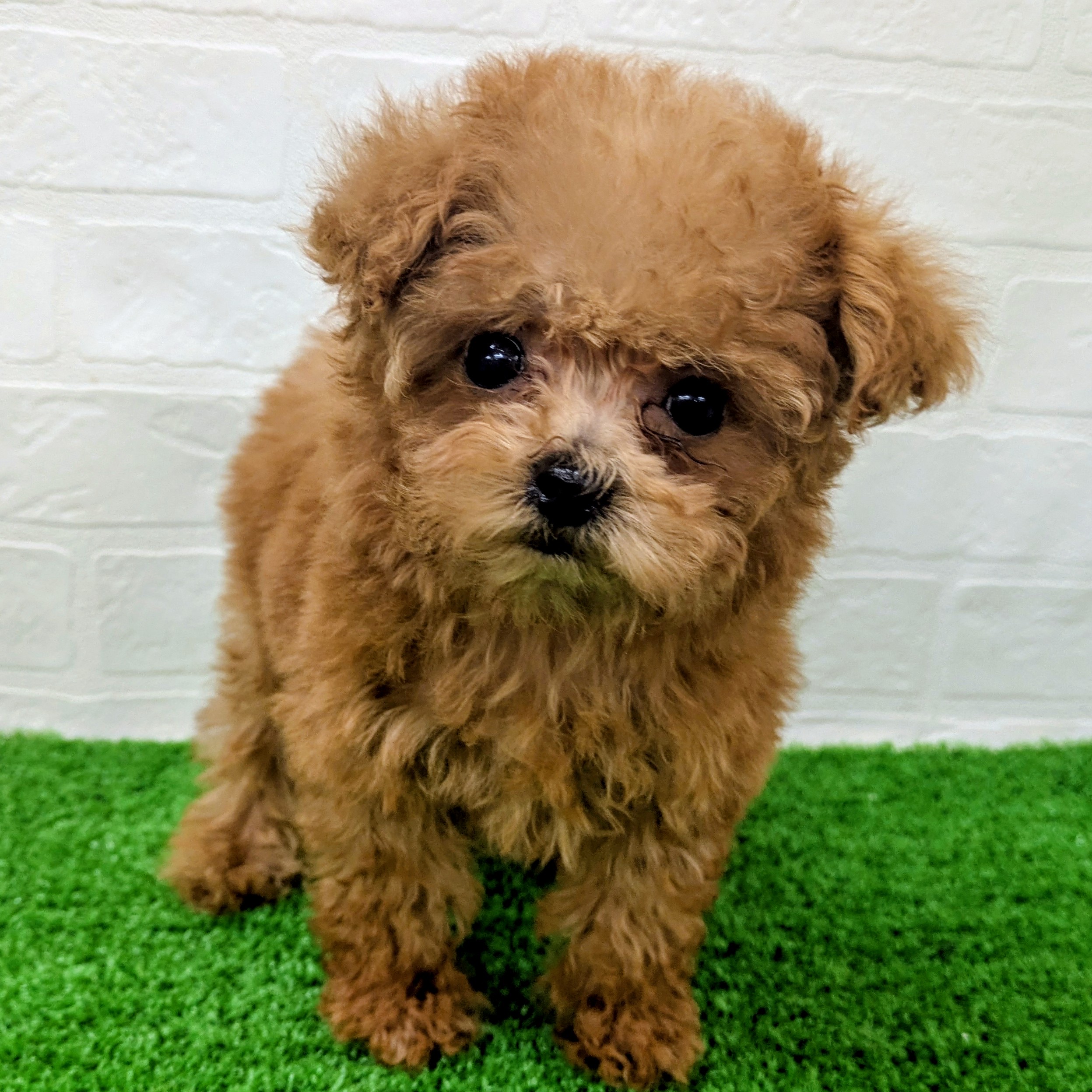 滋賀県のトイプードル(トイ) (ワンニャンハウス草津店/2026年6月8日生まれ/男の子/レッド)の子犬の1枚目の画像