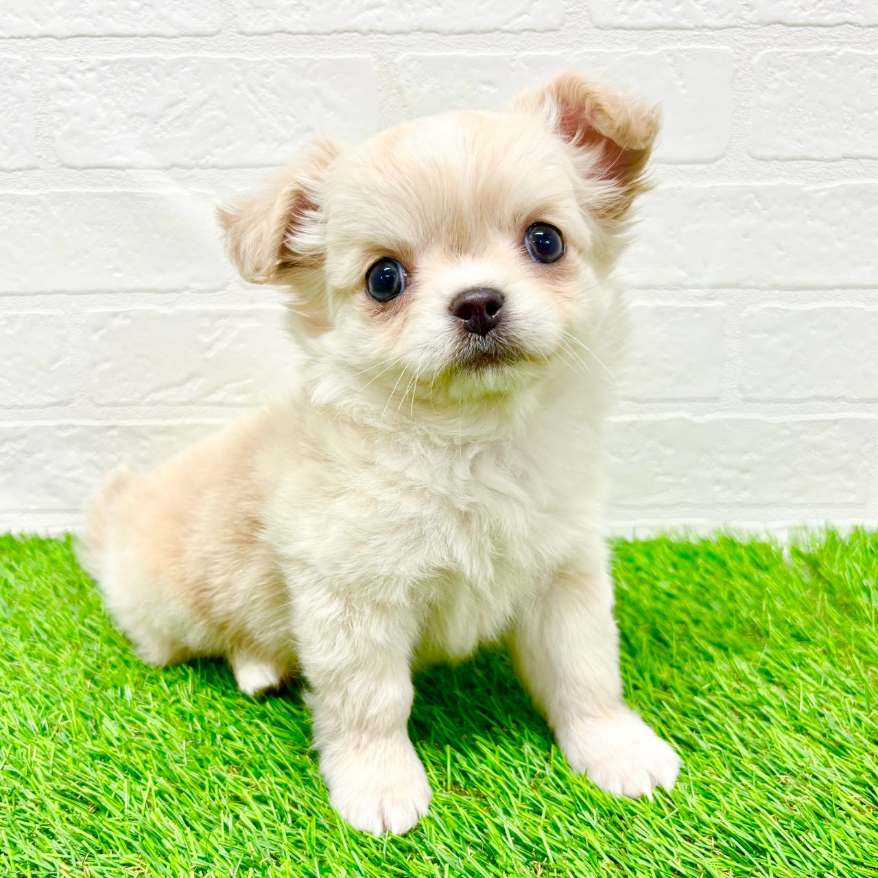 滋賀県のチワワ(ロング) (ワンニャンハウス草津店/2026年1月7日生まれ/女の子/クリーム)の子犬の2枚目の画像