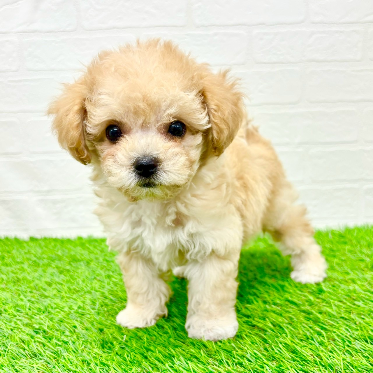 滋賀県のビションプー(ビションフリーゼ×プードル) (ワンニャンハウス草津店/2026年1月4日生まれ/女の子/クリーム)の子犬の2枚目の画像