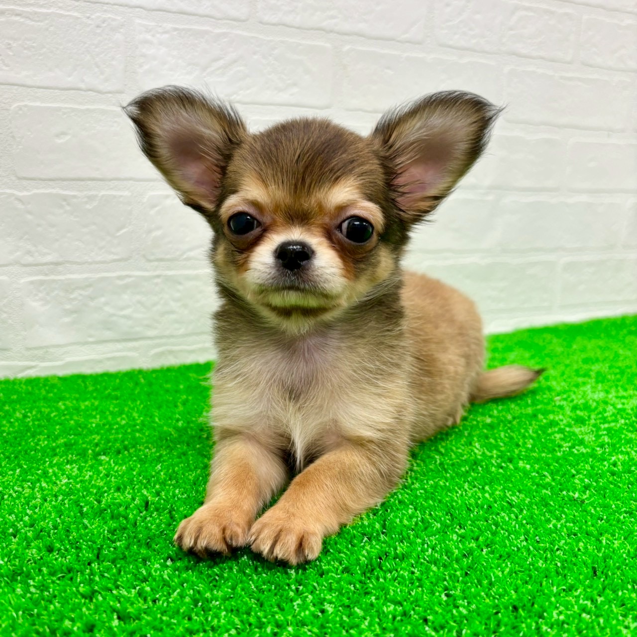 滋賀県のチワワ(ロング) (ワンニャンハウス草津店/2026年2月14日生まれ/女の子/レッド)の子犬の4枚目の画像