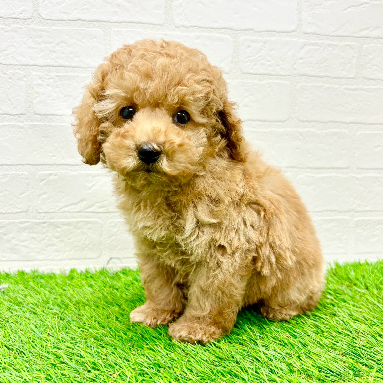 2026年1月4日生まれのトイプードル(トイ)