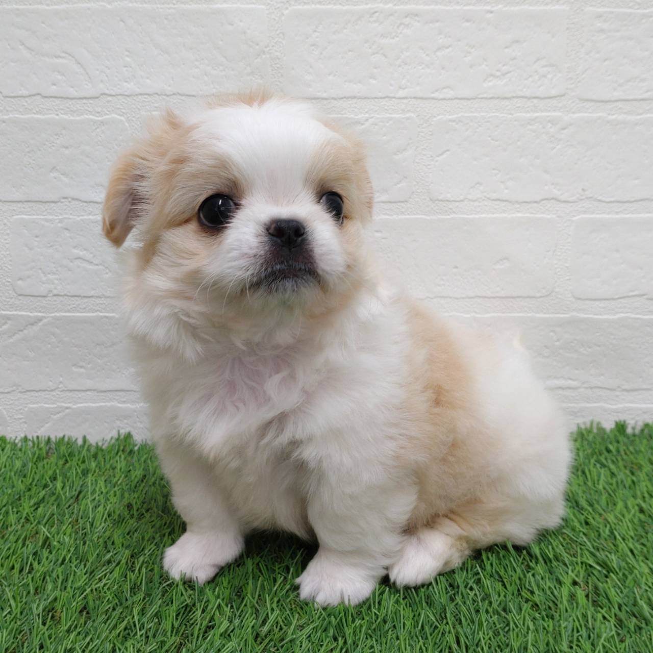 愛知県のチワペキ/ペキチー/ペキチワ(チワワ×ペキニーズ) (ワンニャンハウス津島店/2025年10月8日生まれ/女の子/ホワイトクリーム)の子犬の2枚目の画像