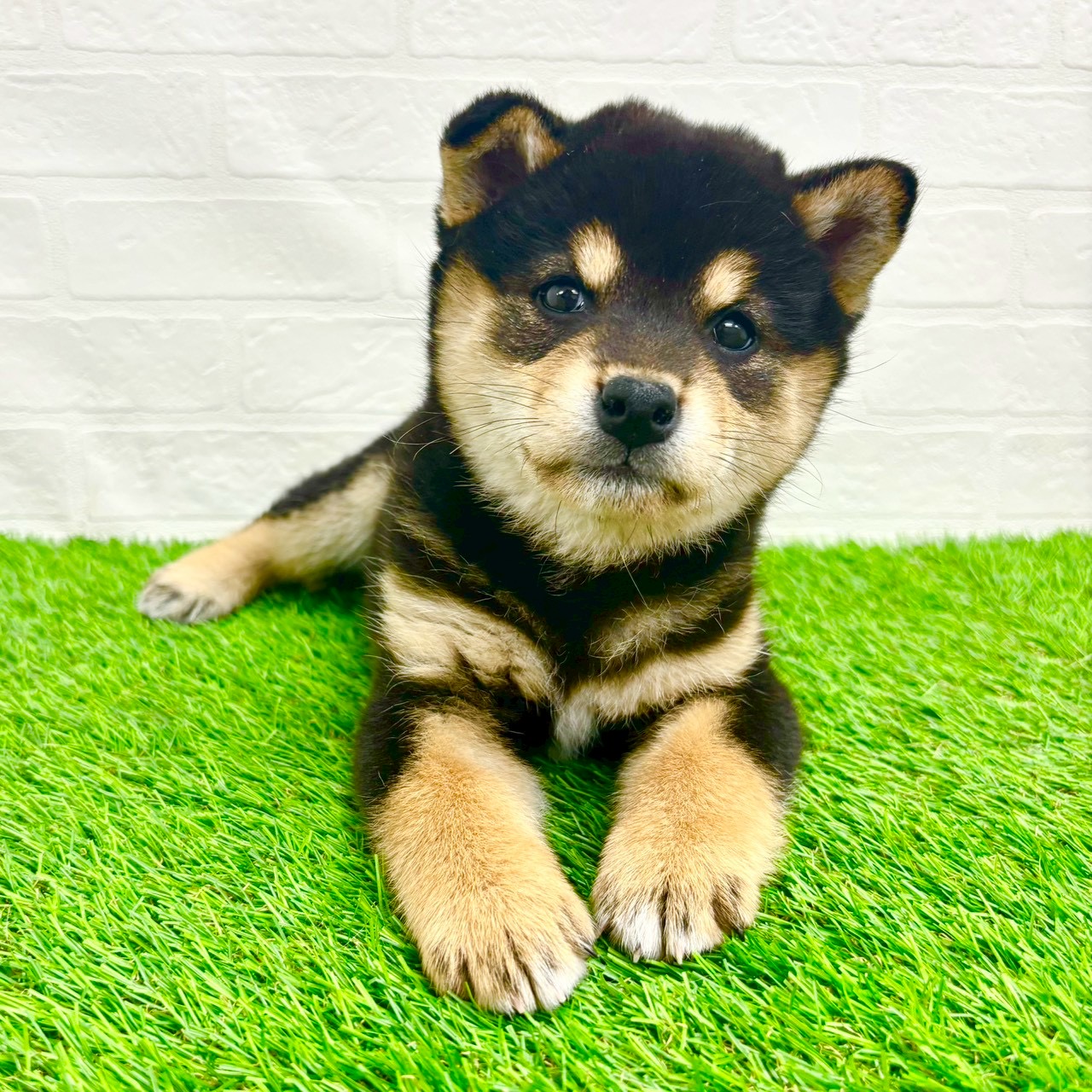 滋賀県の柴犬(標準サイズ) (ワンニャンハウス草津店/2026年2月2日生まれ/女の子/黒)の子犬の3枚目の画像