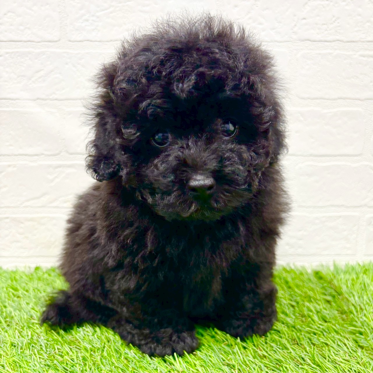 滋賀県のトイプードル(トイ) (ワンニャンハウス草津店/2025年11月9日生まれ/男の子/ブラック)の子犬の1枚目の画像