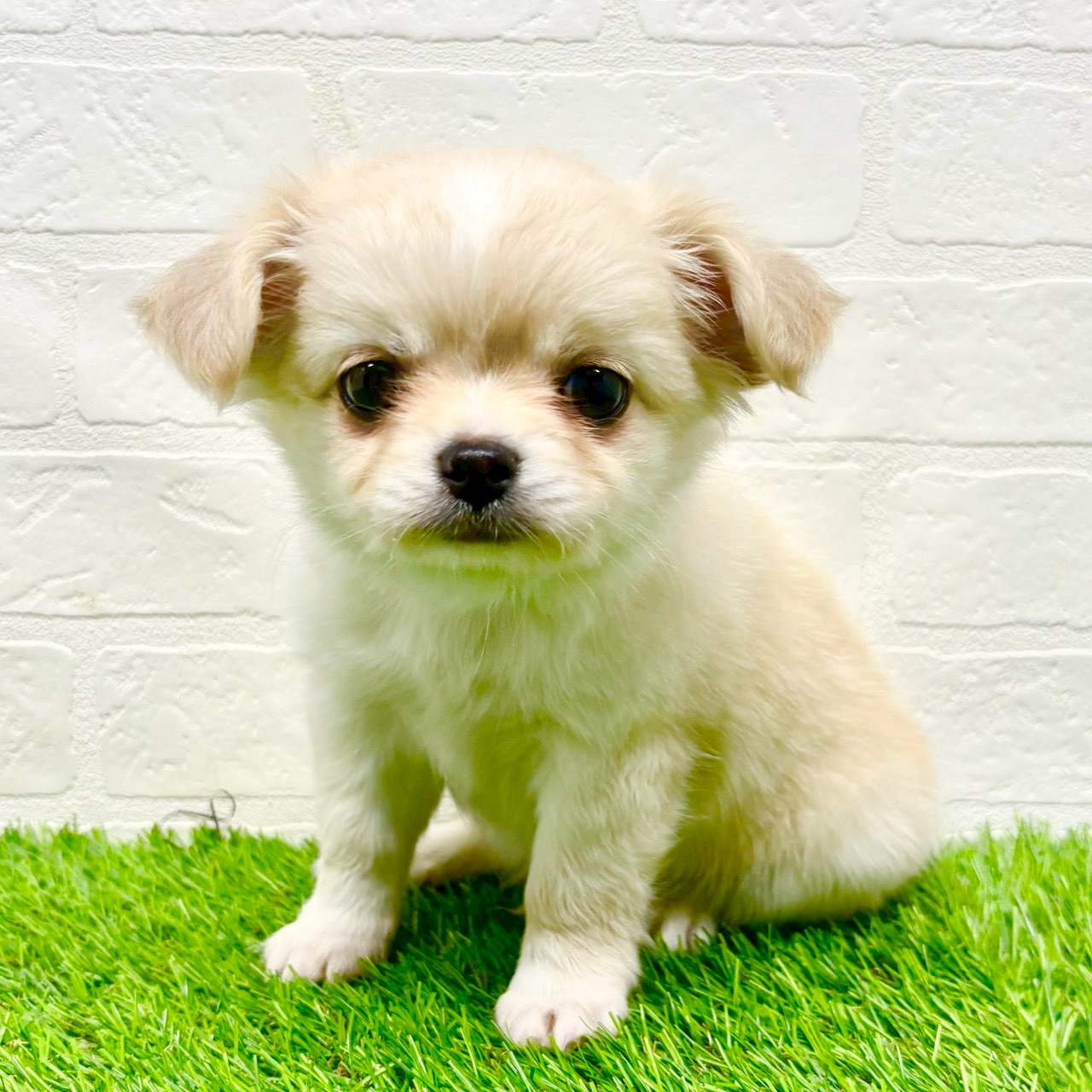 滋賀県のチワワ(ロング) (ワンニャンハウス草津店/2025年8月10日生まれ/男の子/クリーム)の子犬の3枚目の画像