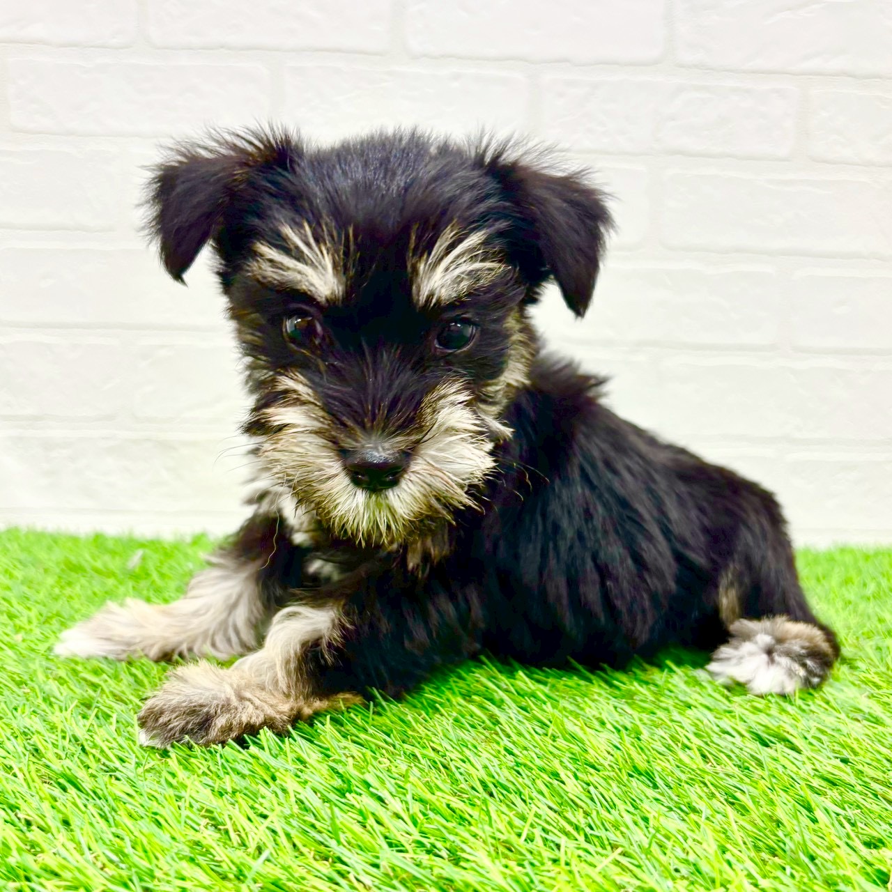 滋賀県のミニチュアシュナウザー (ワンニャンハウス草津店/2026年1月2日生まれ/女の子/ブラックシルバー)の子犬の3枚目の画像