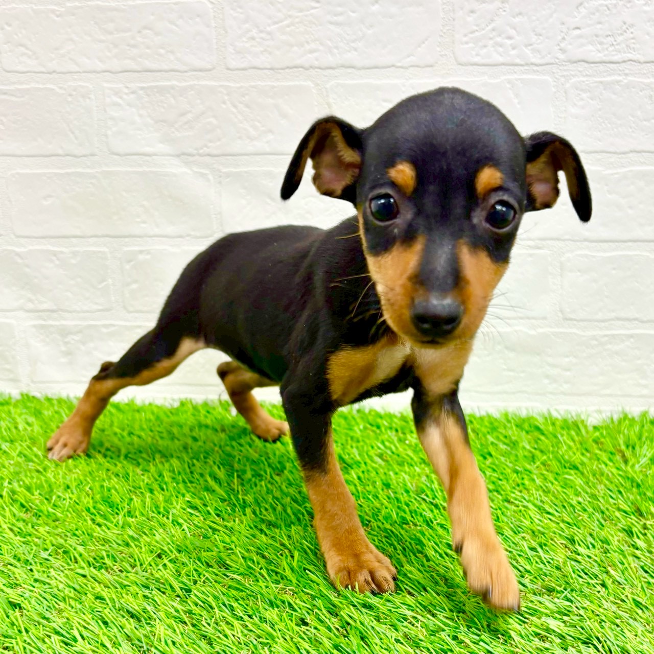 滋賀県のミニチュアピンシャー (ワンニャンハウス草津店/2026年2月3日生まれ/女の子/ブラックタン)の子犬の2枚目の画像