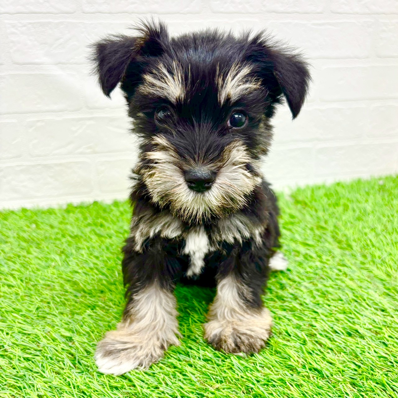 滋賀県のミニチュアシュナウザー (ワンニャンハウス草津店/2026年1月2日生まれ/女の子/ブラックシルバー)の子犬の1枚目の画像