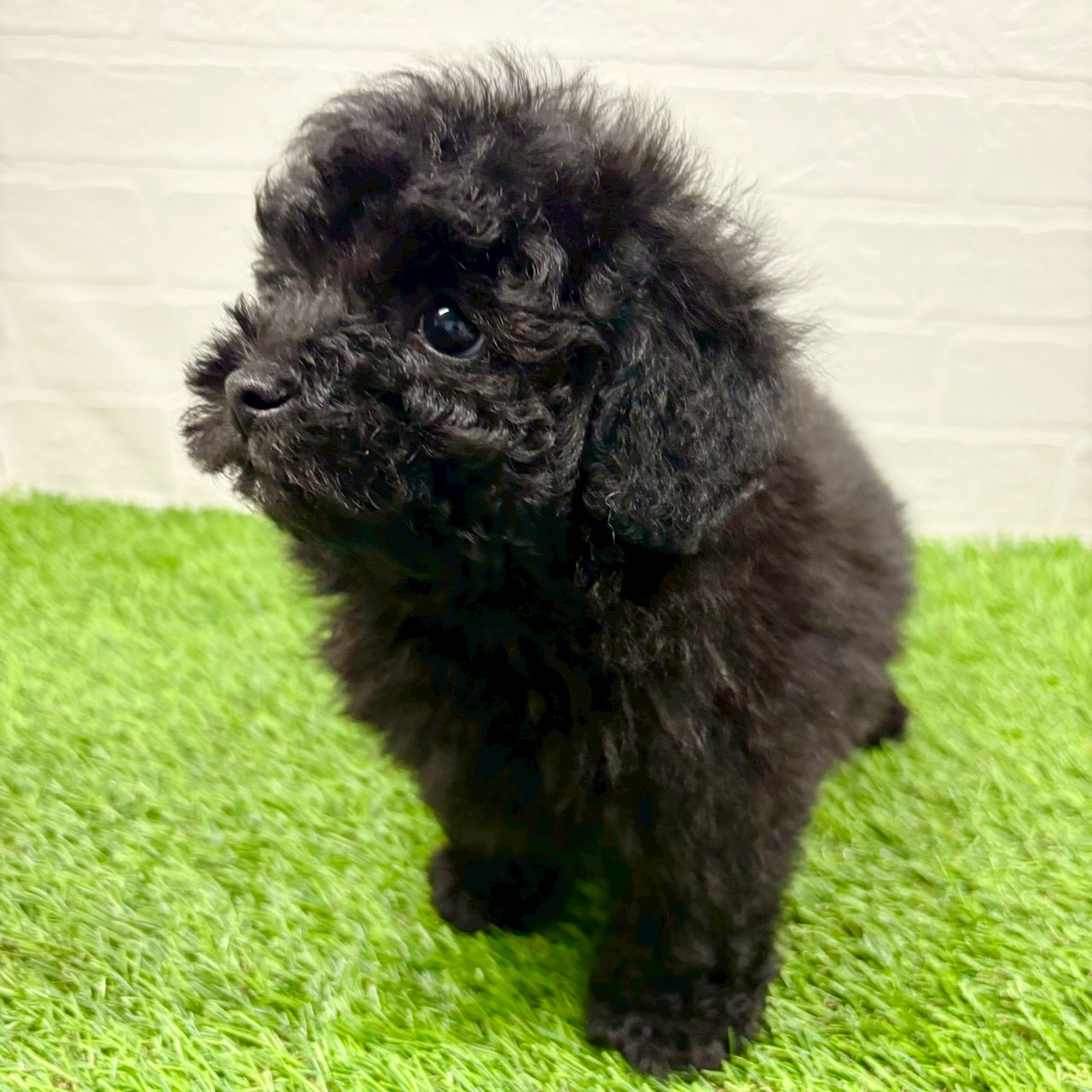 滋賀県のトイプードル(トイ) (ワンニャンハウス草津店/2025年11月9日生まれ/男の子/ブラック)の子犬の2枚目の画像