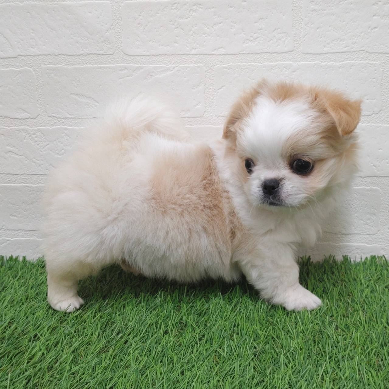 愛知県のチワペキ/ペキチー/ペキチワ(チワワ×ペキニーズ) (ワンニャンハウス津島店/2025年10月8日生まれ/女の子/ホワイトクリーム)の子犬の3枚目の画像