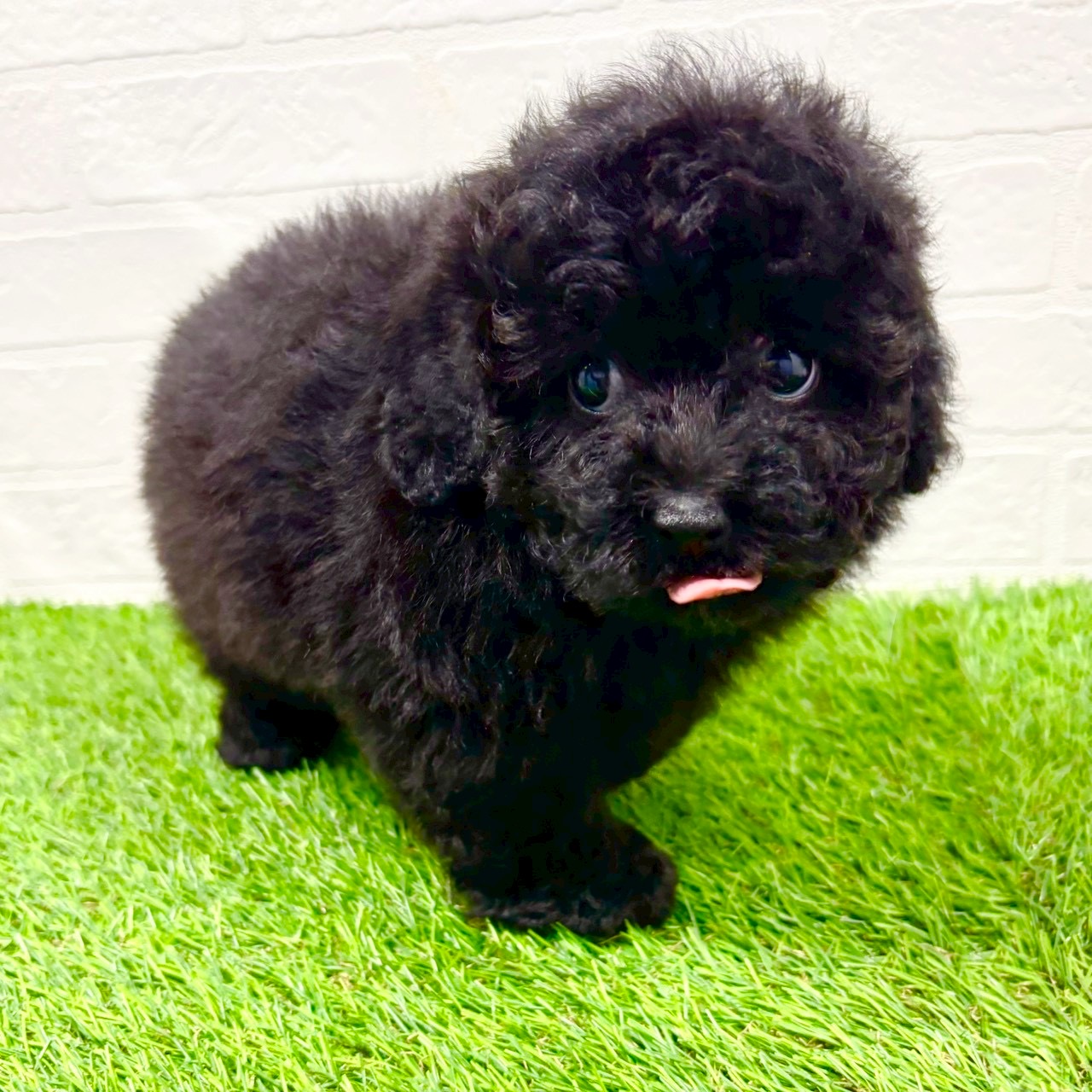 滋賀県のトイプードル(トイ) (ワンニャンハウス草津店/2025年11月9日生まれ/男の子/ブラック)の子犬の4枚目の画像