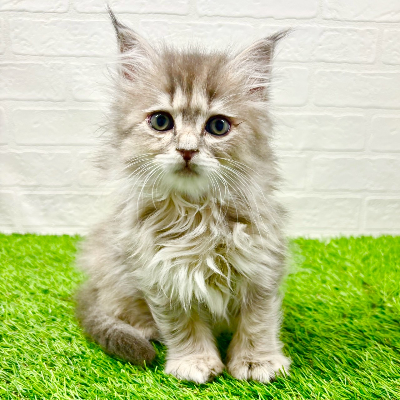 滋賀県のサイベリアン (ワンニャンハウス草津店/2025年10月23日生まれ/女の子/ブルーパッチドタビー)の子猫の1枚目の画像