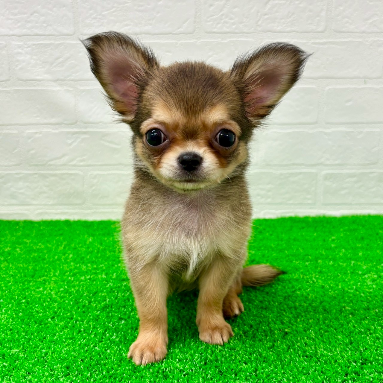 滋賀県のチワワ(ロング) (ワンニャンハウス草津店/2026年2月14日生まれ/女の子/レッド)の子犬の1枚目の画像