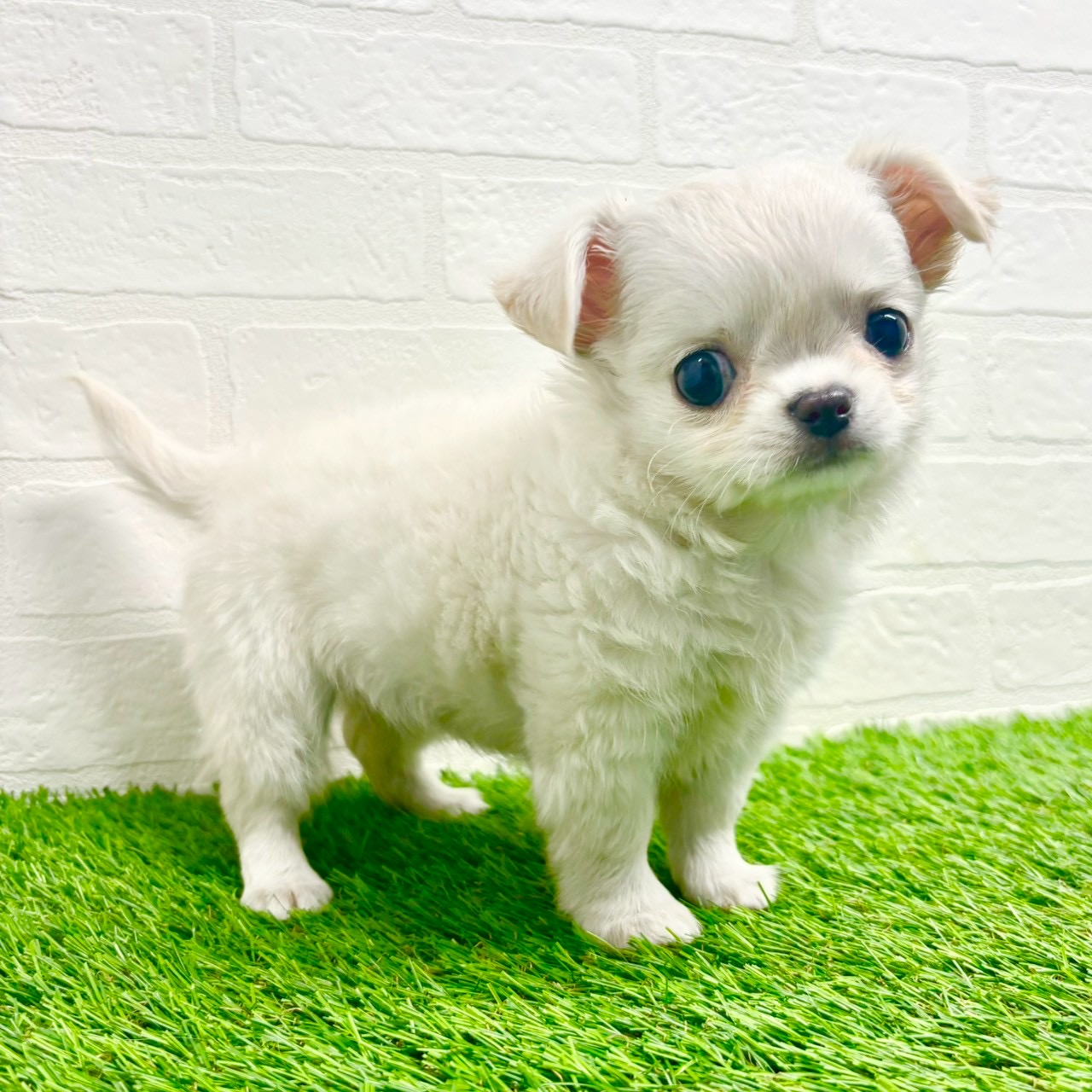 滋賀県のチワワ(ロング) (ワンニャンハウス草津店/2025年10月20日生まれ/女の子/クリーム)の子犬の3枚目の画像