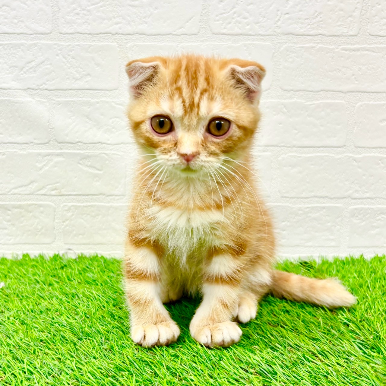 滋賀県のスコティッシュフォールド (ワンニャンハウス草津店/2025年12月28日生まれ/男の子/レッドタビー)の子猫の1枚目の画像