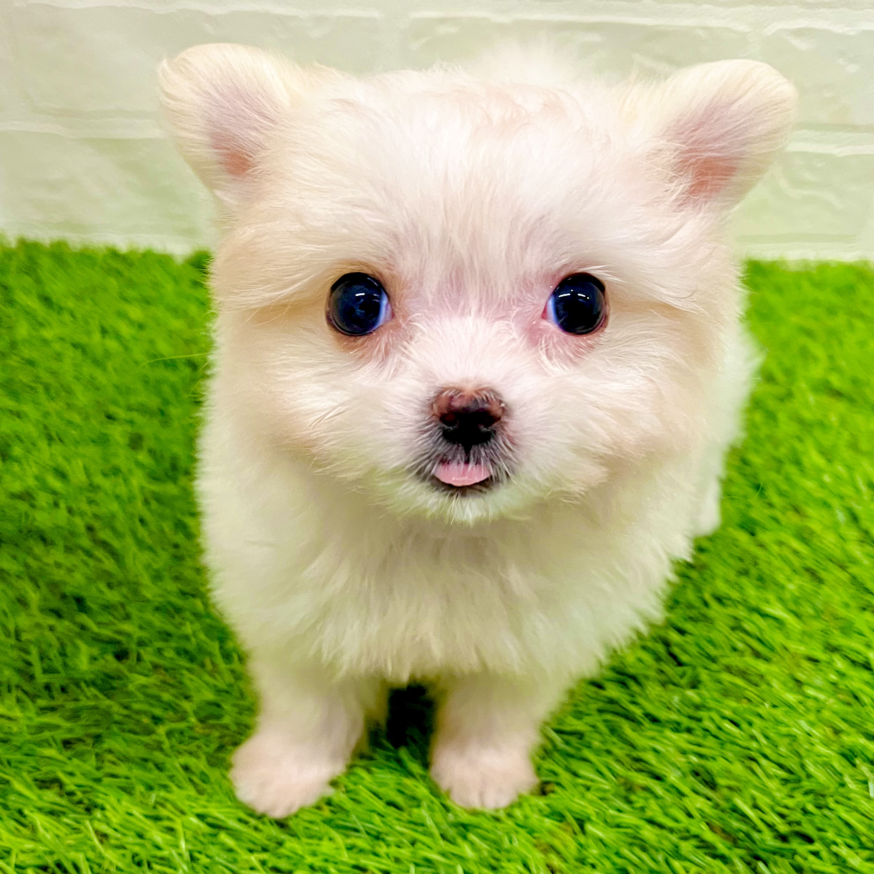 滋賀県のポメマル/マルポメ(ポメラニアン×マルチーズ) (ワンニャンハウス草津店/2025年9月18日生まれ/女の子/ホワイトレッド)の子犬の2枚目の画像