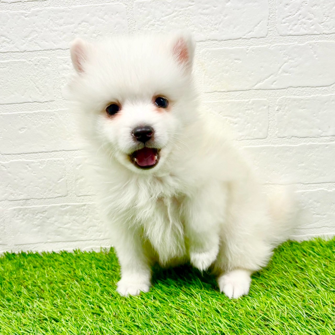 滋賀県の日本スピッツ (ワンニャンハウス草津店/2025年11月16日生まれ/女の子/ホワイト)の子犬の4枚目の画像