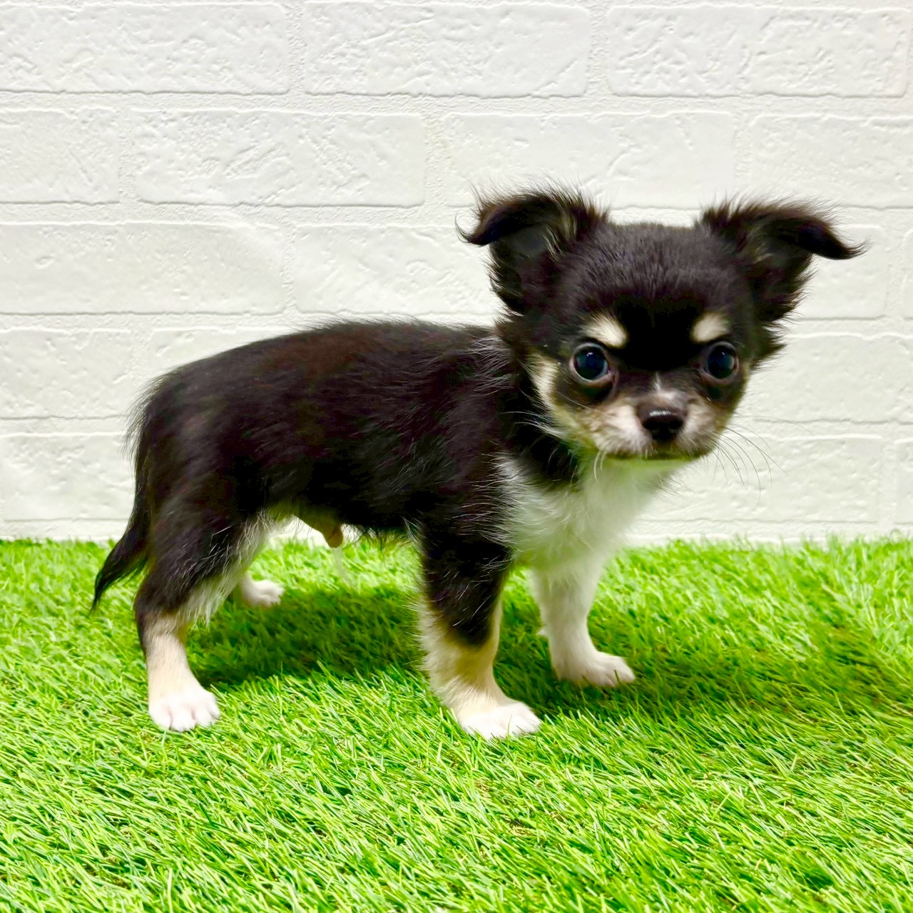 滋賀県のチワワ(ロング) (ワンニャンハウス草津店/2025年10月2日生まれ/男の子/ブラックタンホワイト)の子犬の4枚目の画像