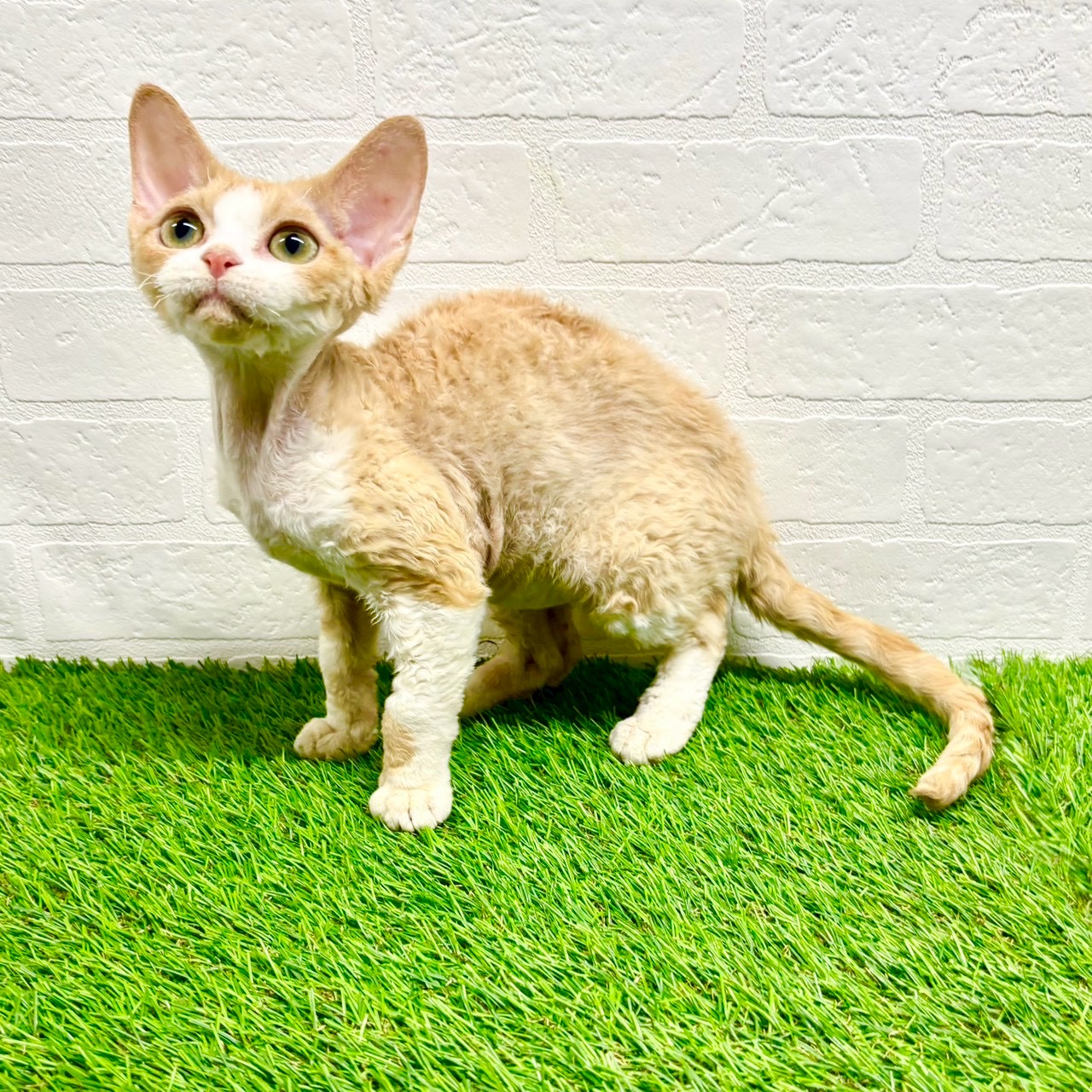 滋賀県のデボンレックス (ワンニャンハウス草津店/2025年7月14日生まれ/女の子/クリームホワイト)の子猫の4枚目の画像