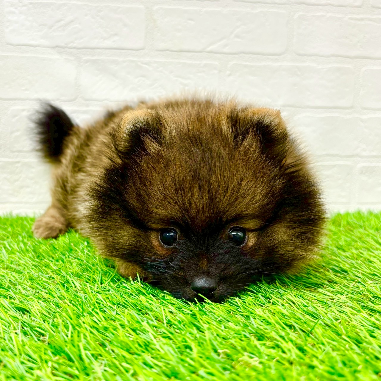 滋賀県のポメラニアン (ワンニャンハウス草津店/2026年2月1日生まれ/男の子/オレンジセーブル)の子犬の4枚目の画像