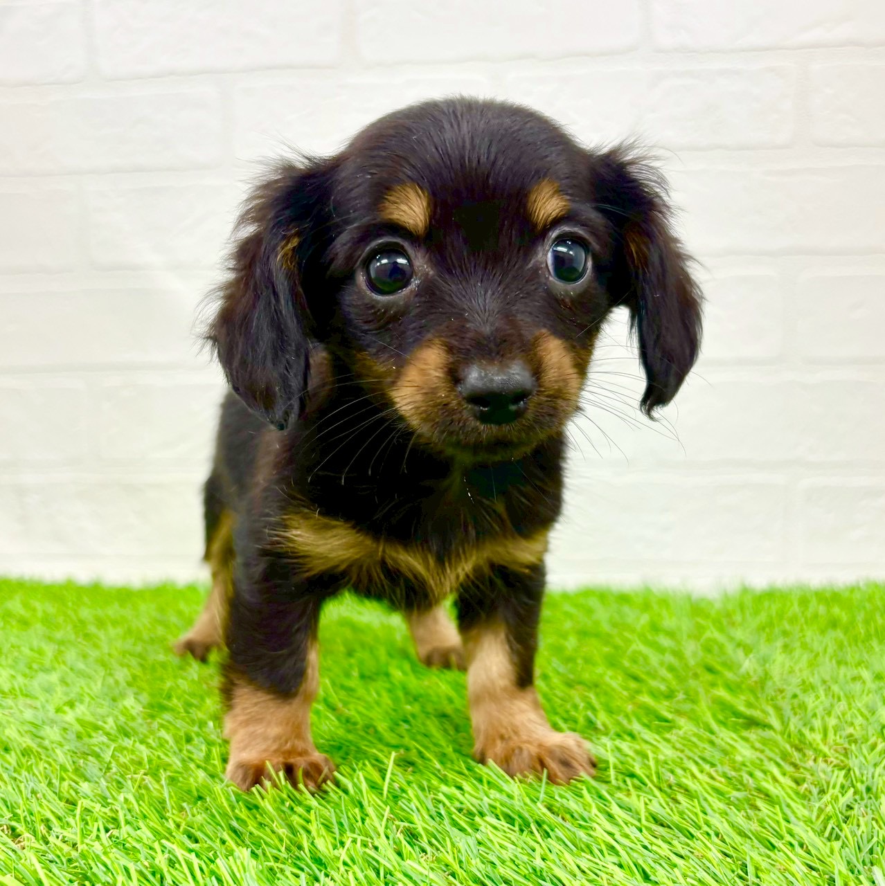 滋賀県のチワックス(チワワ×ダックス) (ワンニャンハウス草津店/2026年1月14日生まれ/女の子/ブラックタン)の子犬の2枚目の画像