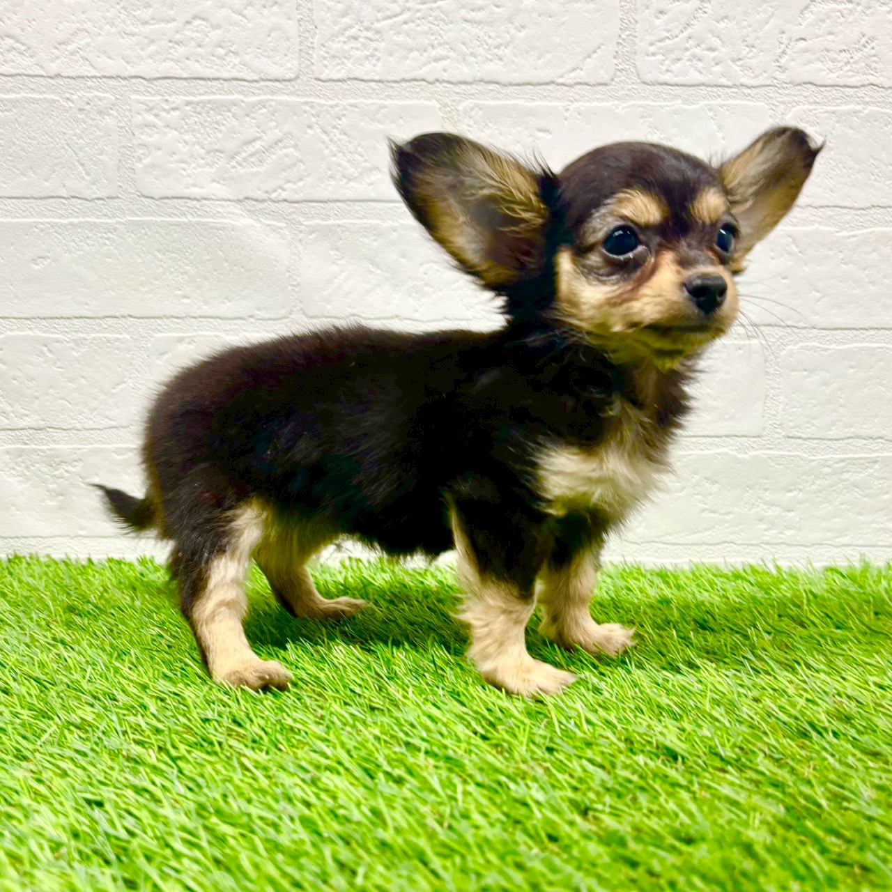 滋賀県のチワックス(チワワ×ダックス) (ワンニャンハウス草津店/2025年10月26日生まれ/女の子/ブラックタン)の子犬の4枚目の画像