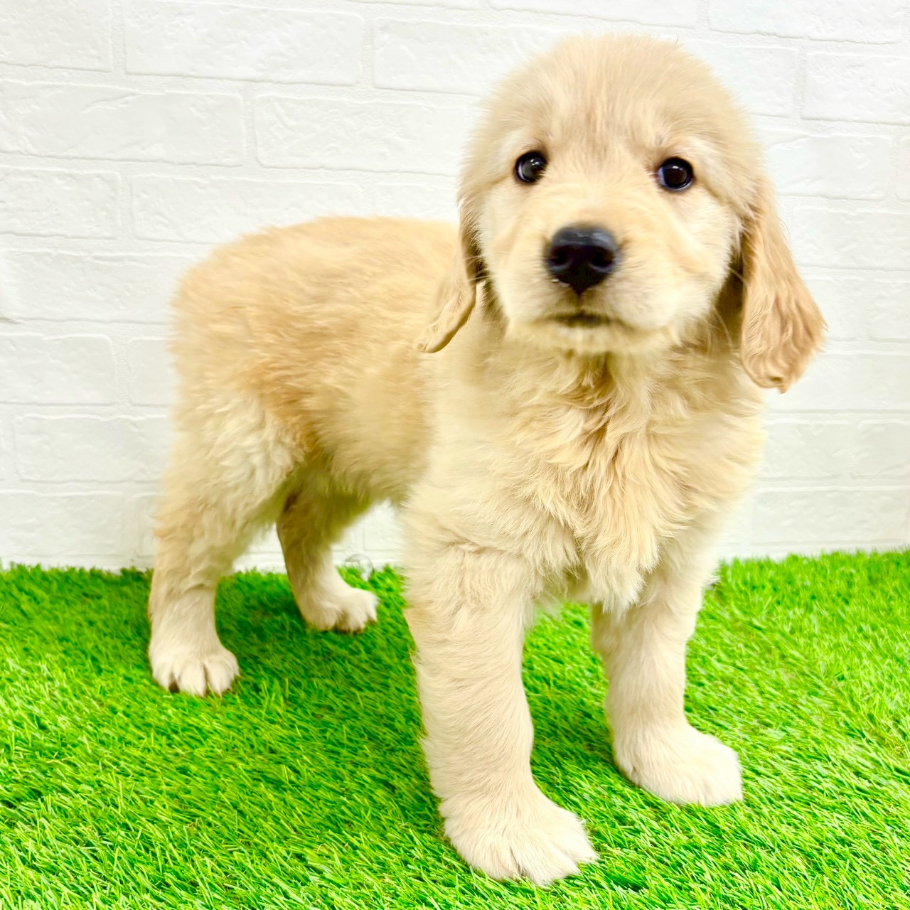 滋賀県のゴールデンレトリバー (ワンニャンハウス草津店/2026年2月8日生まれ/女の子/ゴールデン)の子犬の2枚目の画像