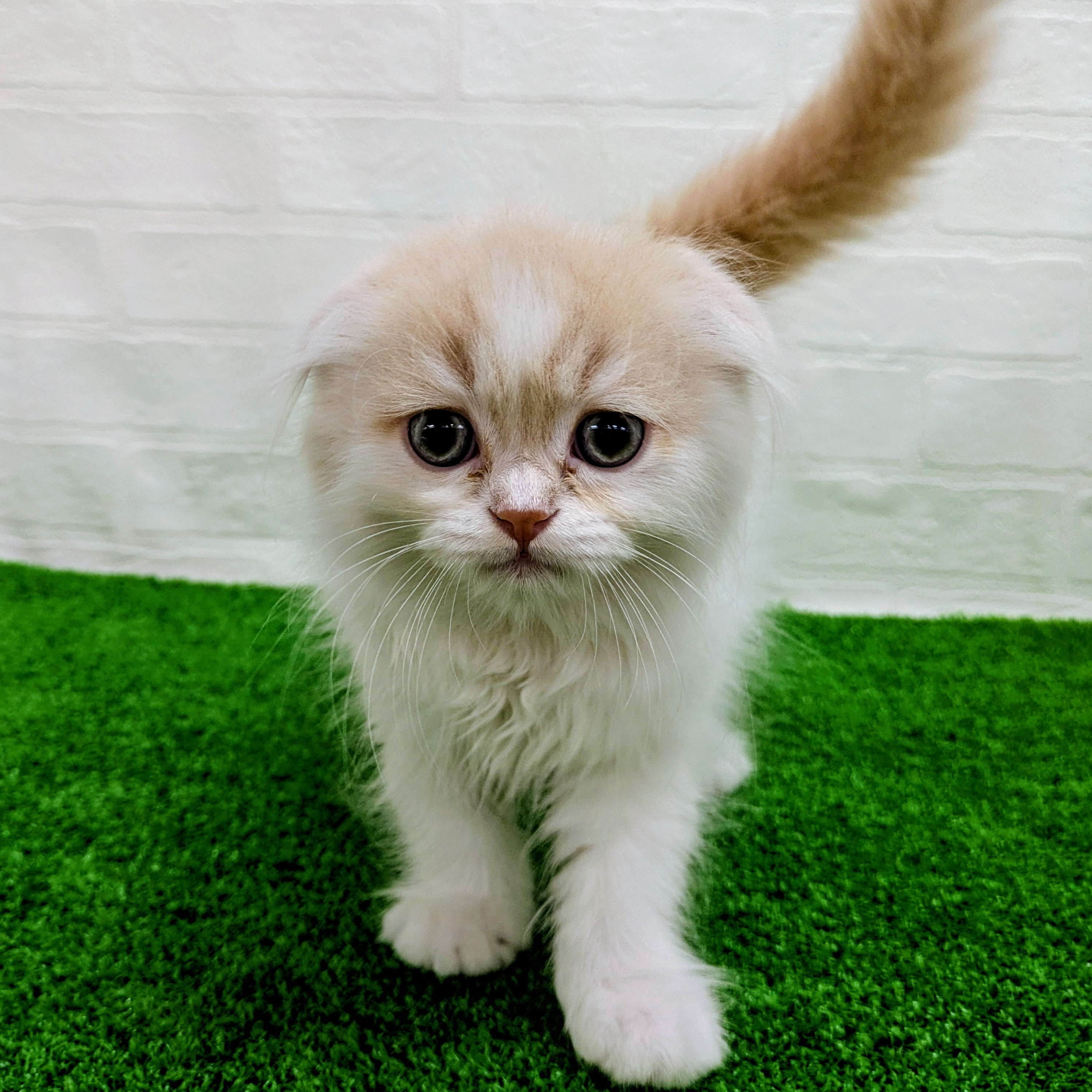 滋賀県のスコティッシュフォールド (ワンニャンハウス草津店/2026年5月1日生まれ/男の子/クリームタビーホワイト)の子猫の1枚目の画像