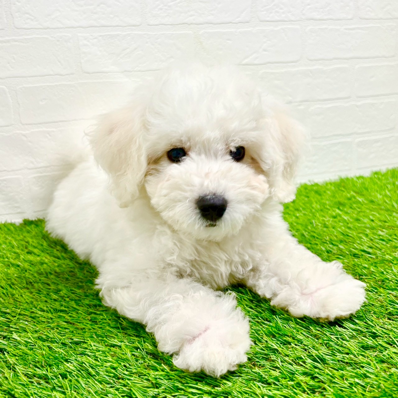 滋賀県のビションフリーゼ (ワンニャンハウス草津店/2025年8月29日生まれ/男の子/ホワイト)の子犬の4枚目の画像