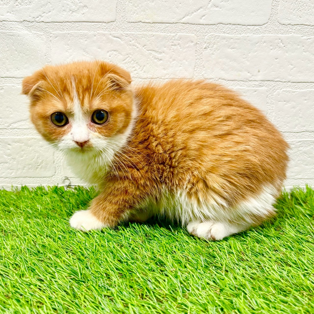 滋賀県のスコティッシュフォールド (ワンニャンハウス草津店/2025年11月9日生まれ/女の子/レッドタビーホワイト)の子猫の2枚目の画像