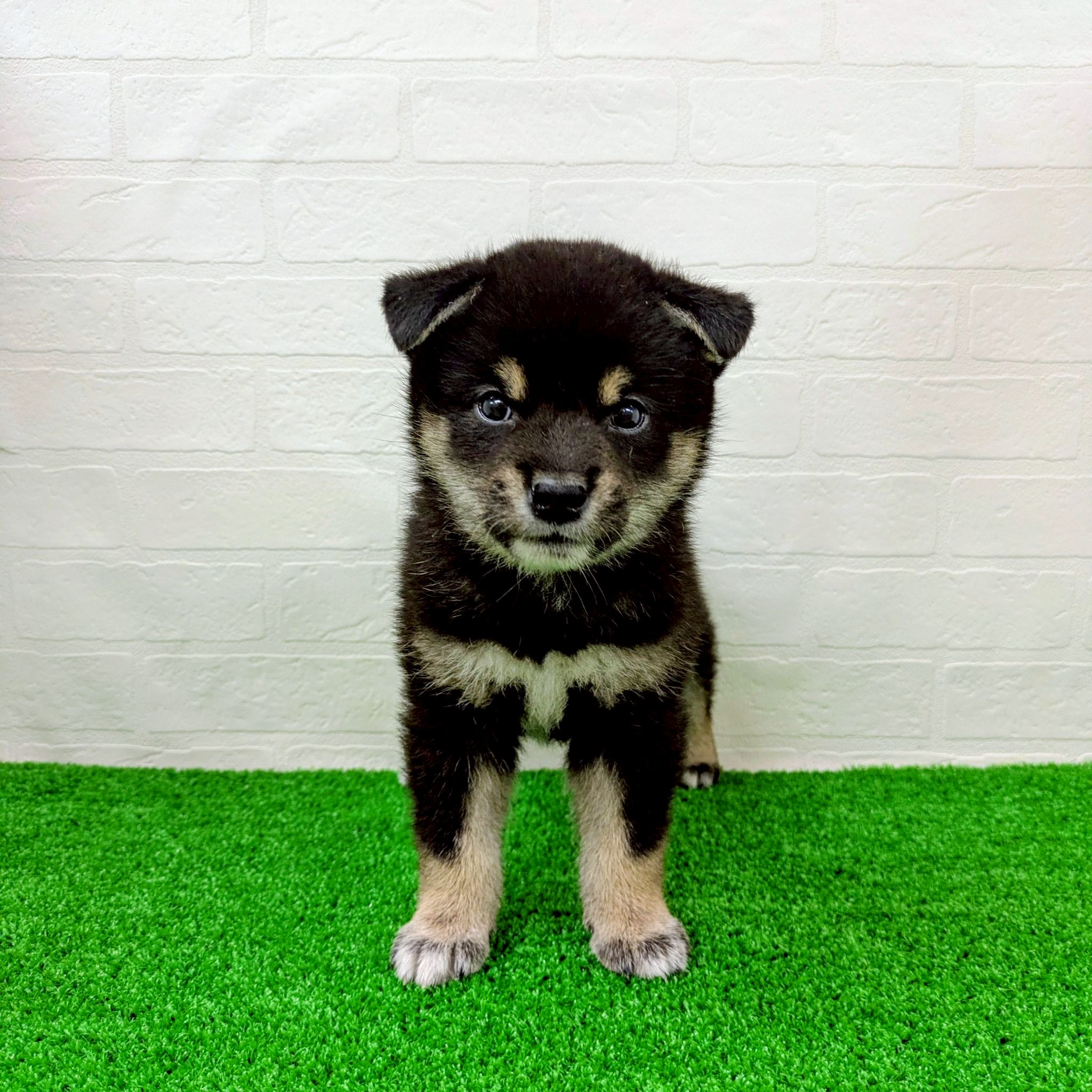 滋賀県の柴犬(標準サイズ) (ワンニャンハウス草津店/2026年3月1日生まれ/男の子/黒)の子犬の1枚目の画像