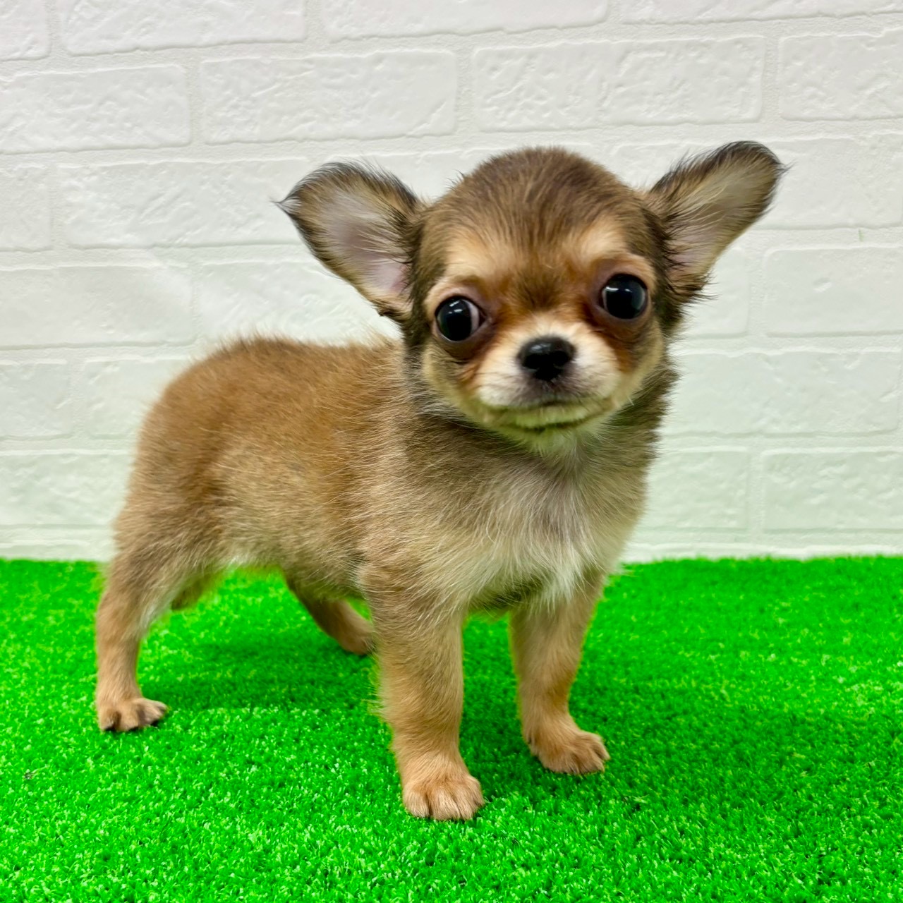 滋賀県のチワワ(ロング) (ワンニャンハウス草津店/2026年2月14日生まれ/女の子/レッド)の子犬の2枚目の画像