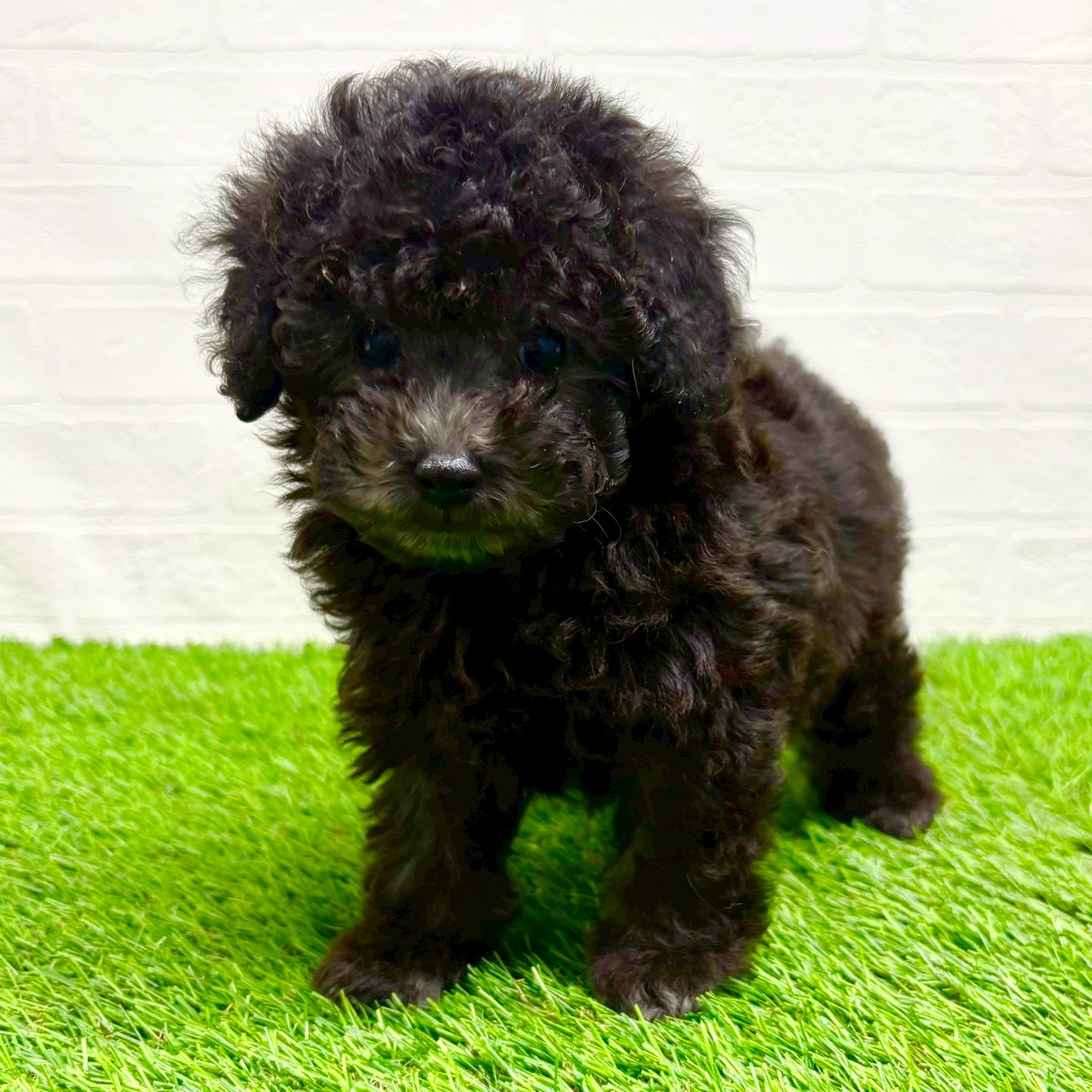 滋賀県のトイプードル(トイ) (ワンニャンハウス草津店/2025年9月13日生まれ/男の子/シルバー)の子犬の3枚目の画像