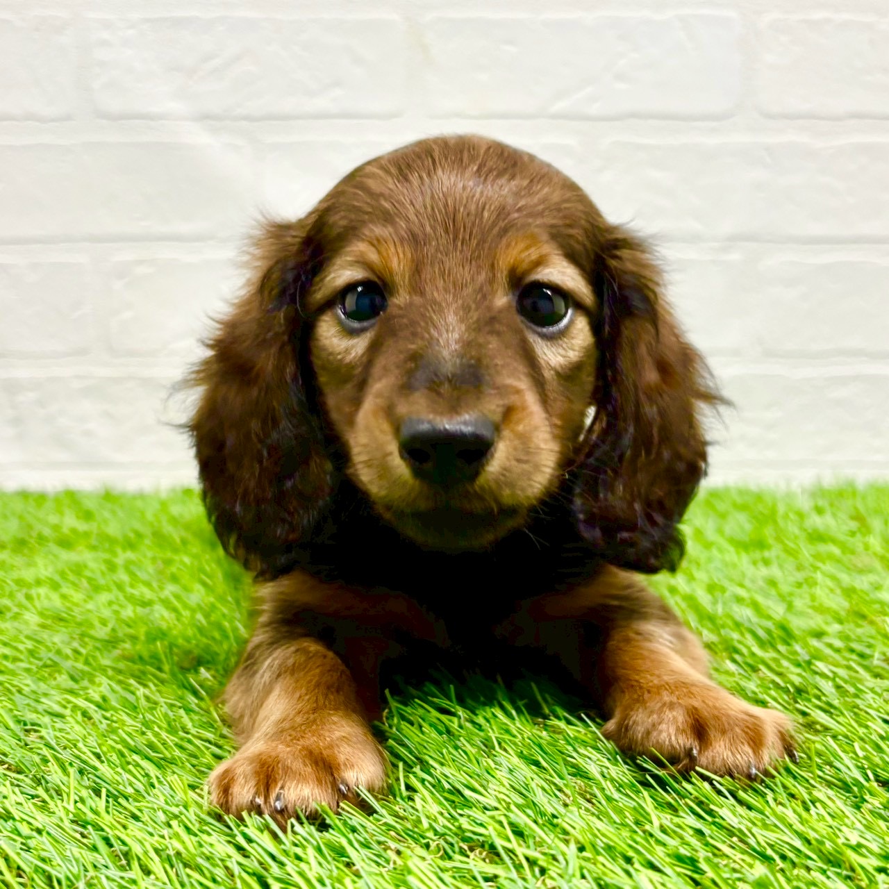 滋賀県のミニチュアダックスフンド(ロング) (ワンニャンハウス草津店/2025年9月6日生まれ/男の子/レッド)の子犬の1枚目の画像