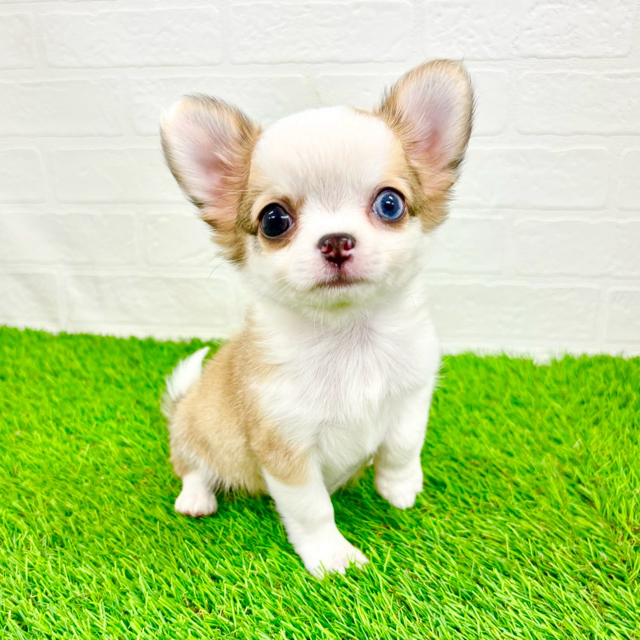 滋賀県のチワワ(ロング) (ワンニャンハウス草津店/2026年1月10日生まれ/男の子/レッドホワイト)の子犬の3枚目の画像