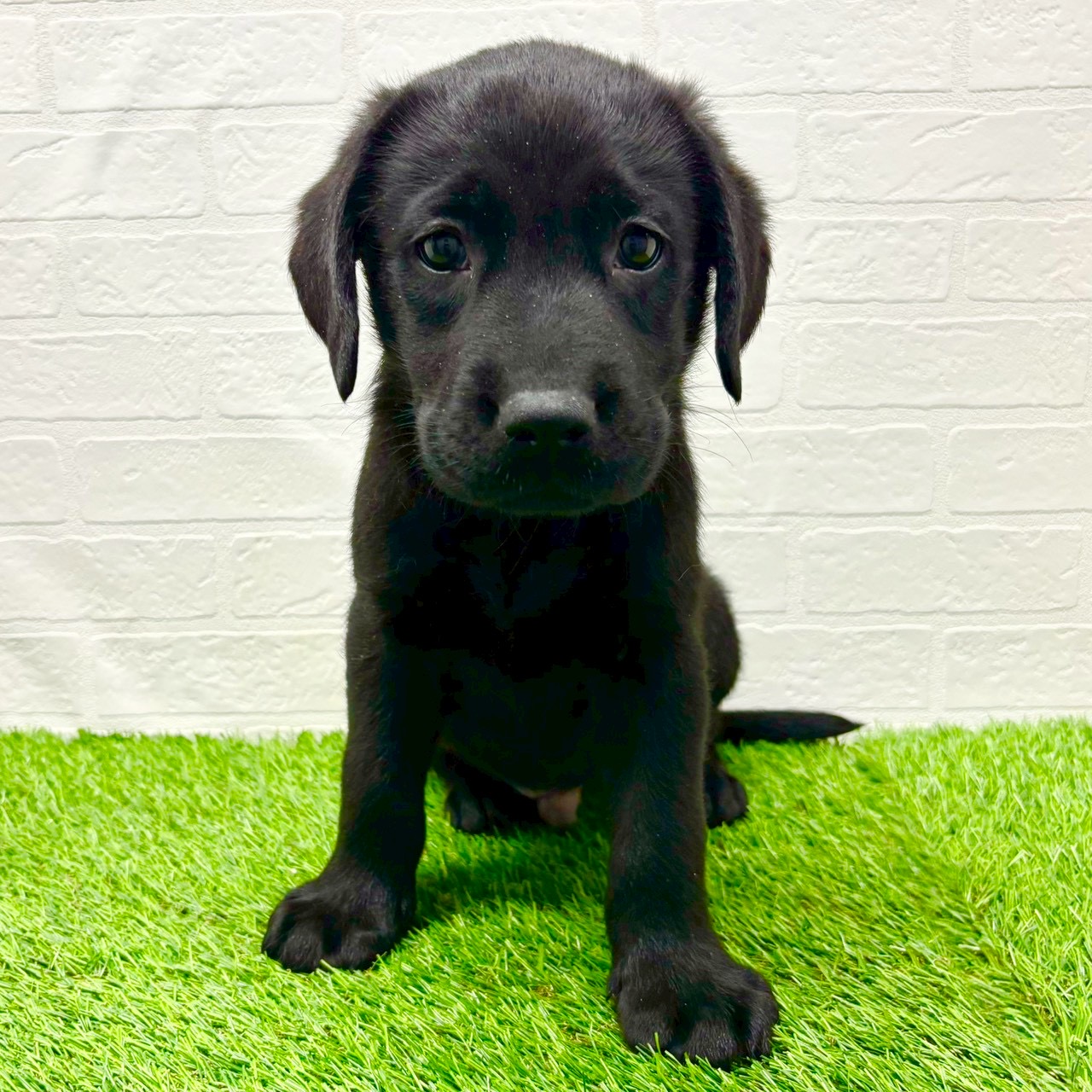 滋賀県のラブラドールレトリーバー (ワンニャンハウス草津店/2025年9月29日生まれ/男の子/ブラック)の子犬の1枚目の画像