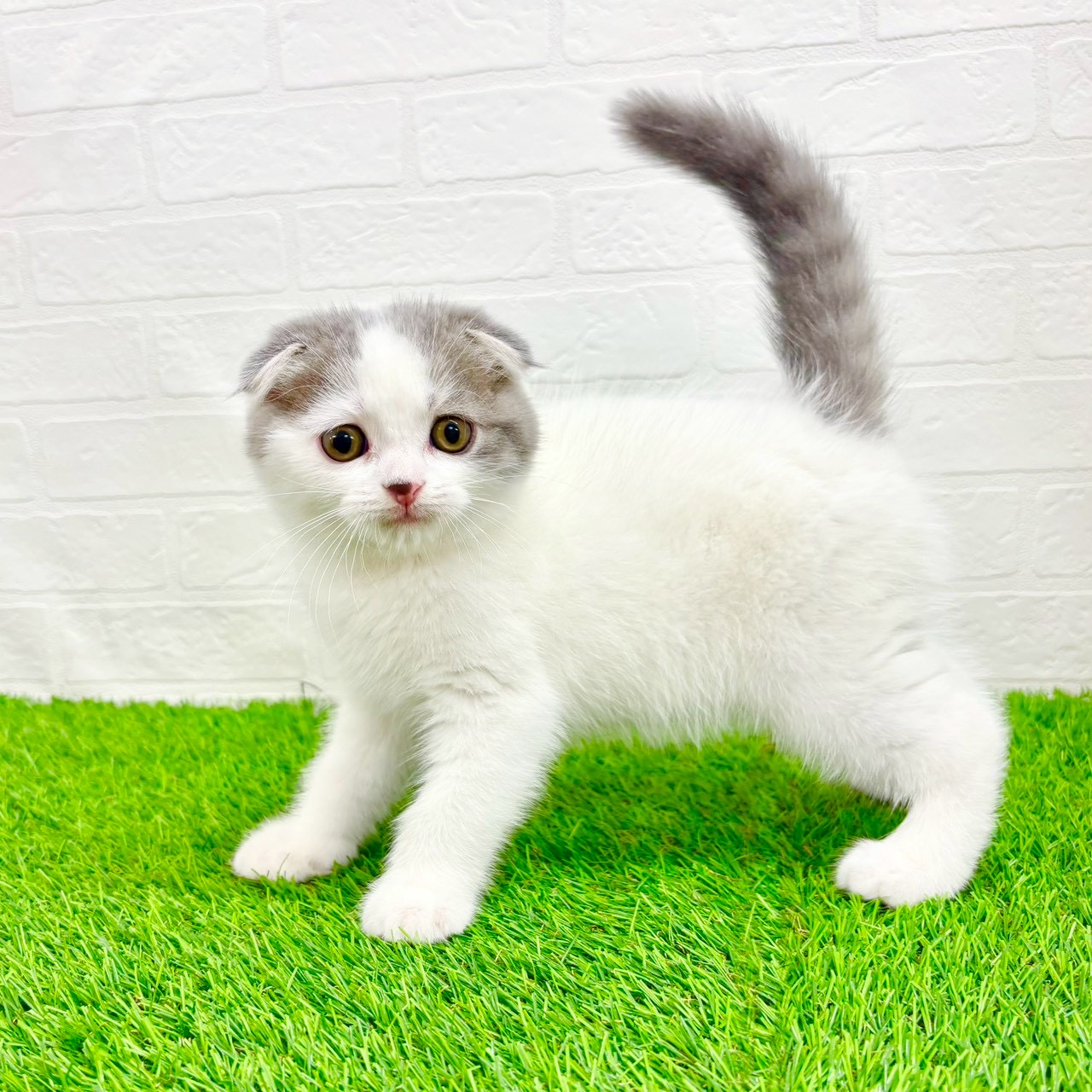 滋賀県のスコティッシュフォールド (ワンニャンハウス草津店/2026年2月6日生まれ/男の子/ブルータビーホワイト)の子猫の2枚目の画像