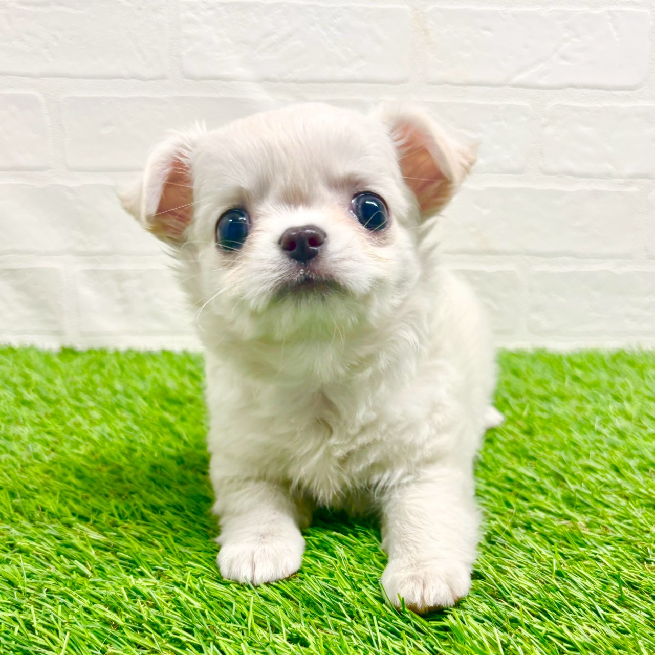 滋賀県のチワワ(ロング) (ワンニャンハウス草津店/2025年10月20日生まれ/女の子/クリーム)の子犬の4枚目の画像