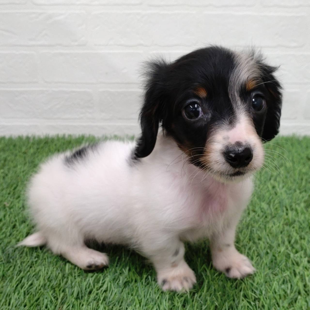 愛知県のミニチュアダックスフンド(ロング) (ワンニャンハウス津島店/2025年9月24日生まれ/男の子/ブラックタンパイボールド)の子犬の3枚目の画像