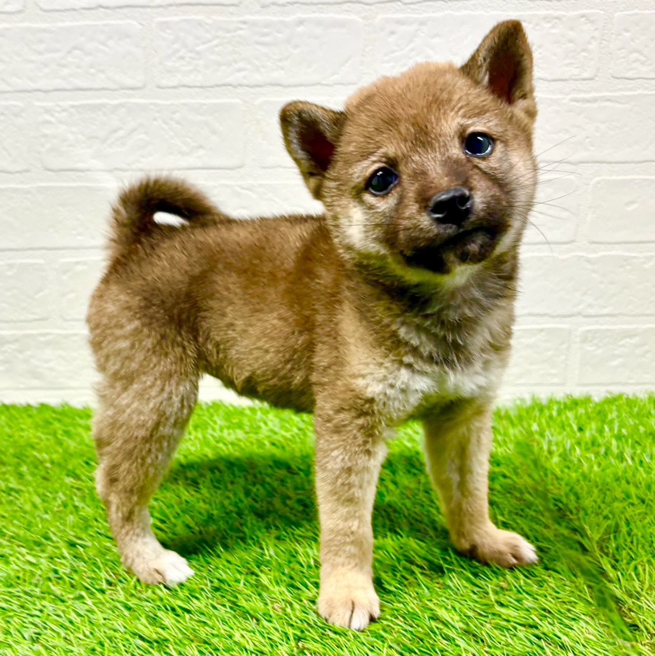 滋賀県の柴犬(標準サイズ) (ワンニャンハウス草津店/2025年11月17日生まれ/女の子/赤)の子犬の3枚目の画像