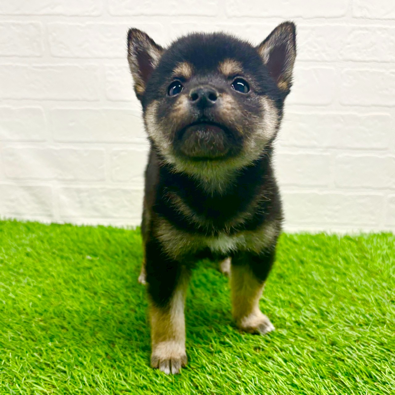 滋賀県の豆柴 (ワンニャンハウス草津店/2025年10月18日生まれ/男の子/黒)の子犬の4枚目の画像