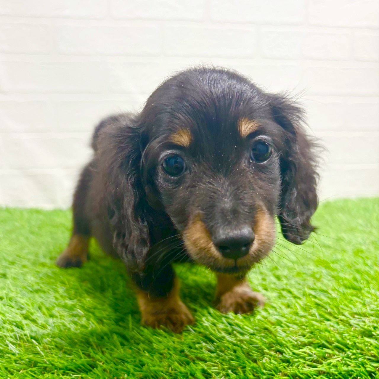 滋賀県のカニンヘンダックスフンド(ロング) (ワンニャンハウス草津店/2025年10月19日生まれ/男の子/ブラックタン)の子犬の4枚目の画像