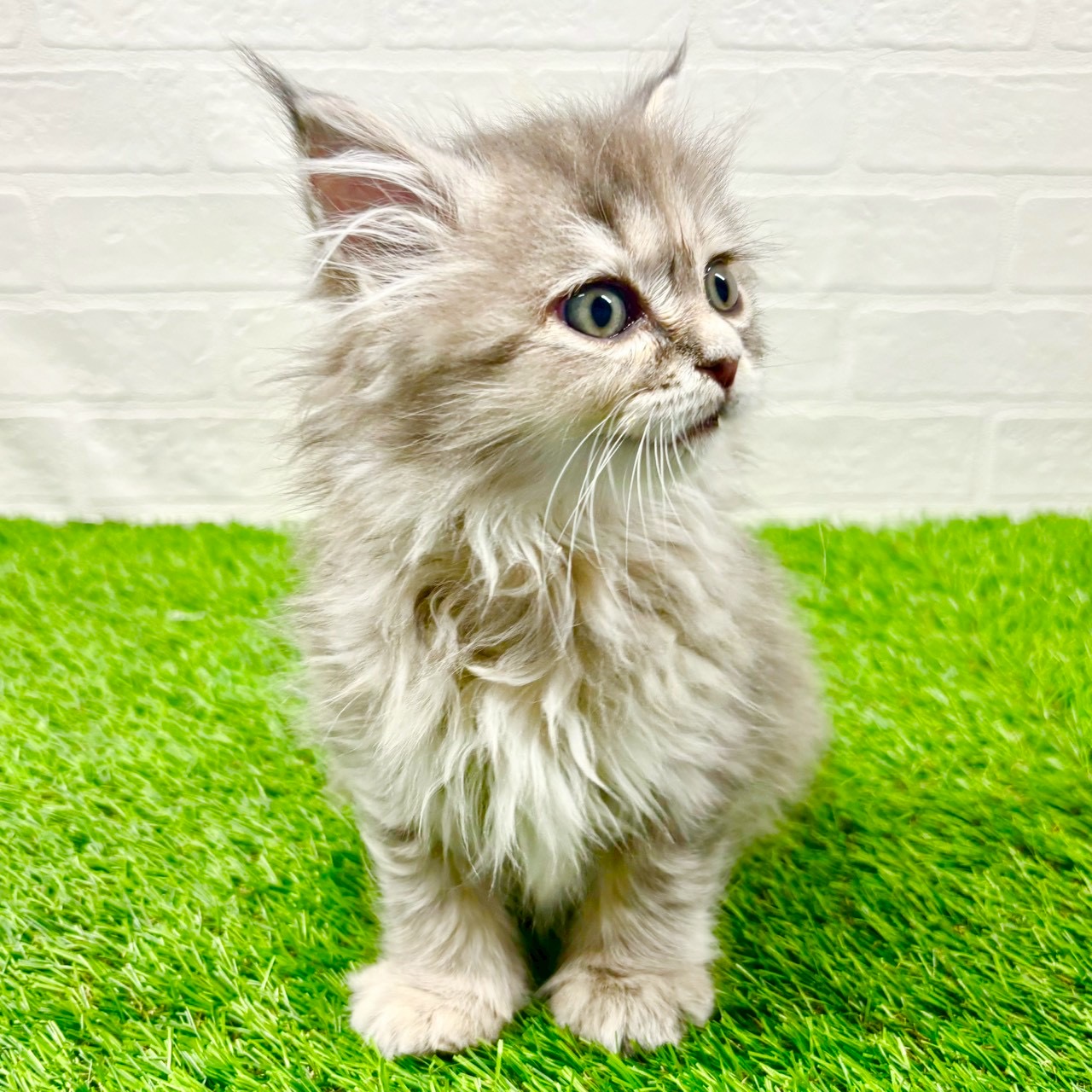 滋賀県のサイベリアン (ワンニャンハウス草津店/2025年10月23日生まれ/女の子/ブルーパッチドタビー)の子猫の2枚目の画像