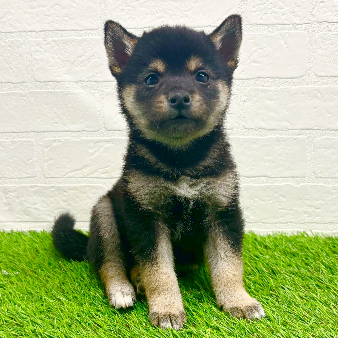 滋賀県の豆柴 (ワンニャンハウス草津店/2025年10月18日生まれ/男の子/黒)の子犬の1枚目の画像