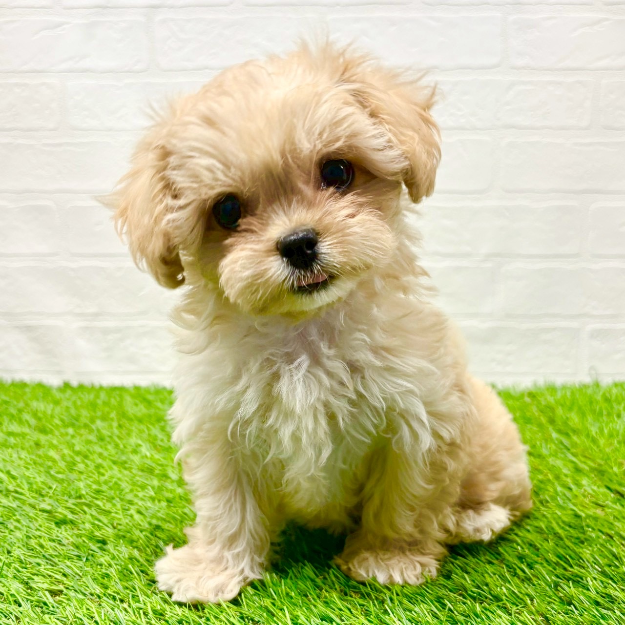 滋賀県のペキプー(ペキニーズ×プードル) (ワンニャンハウス草津店/2025年8月30日生まれ/女の子/クリーム)の子犬の2枚目の画像