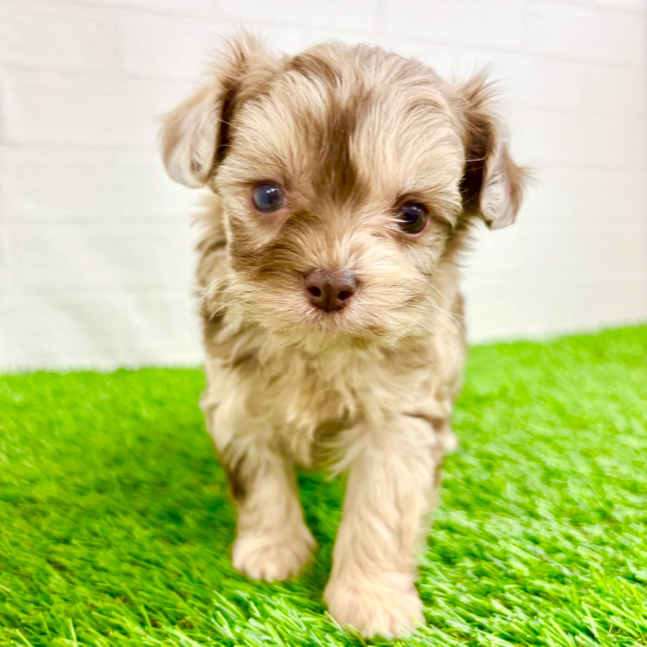 滋賀県のチワプー/プーチー(チワワ×プードル) (ワンニャンハウス草津店/2026年1月13日生まれ/男の子/チョコレートマール)の子犬の2枚目の画像